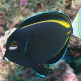 בלאק פאודר  LARGE