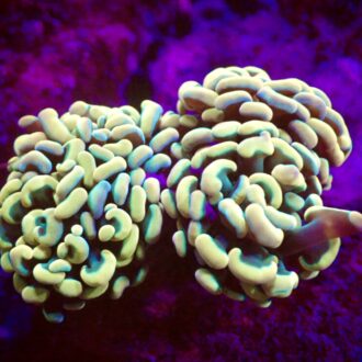 Gold Hammer Coral