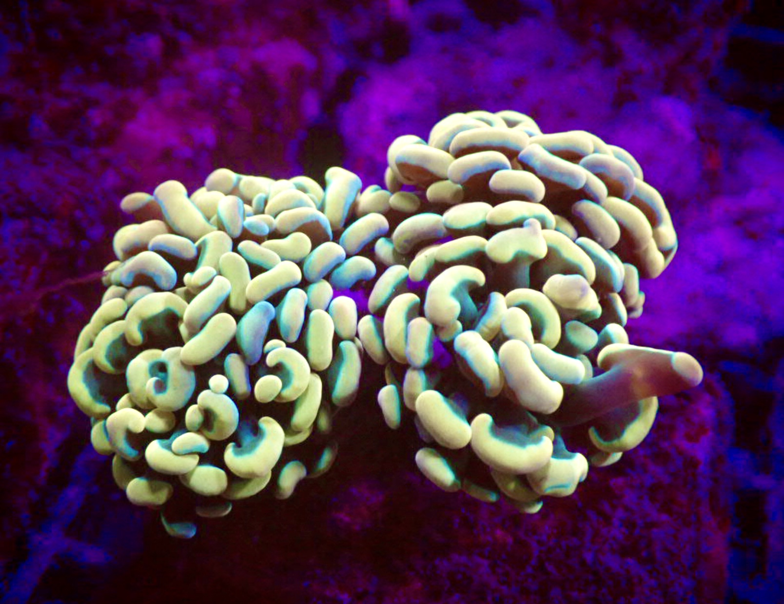 Gold Hammer Coral Sam's reef