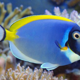 בלו פאודר LARGE