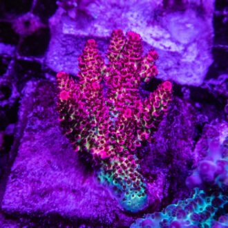 Acropora Red planet