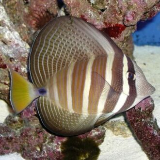 ווליפריום LARGE