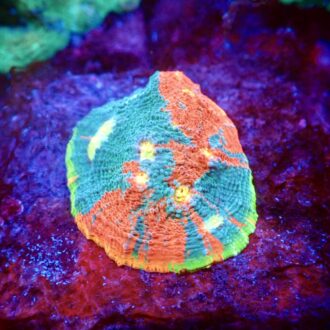 Flaming Bugatti Chalice