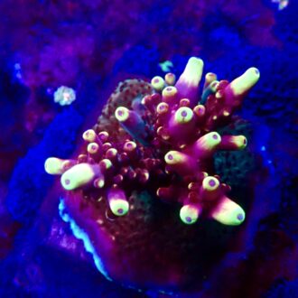 Fox Flame Acropora