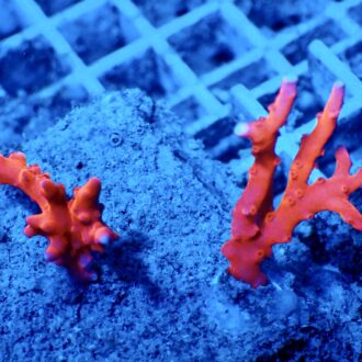 Red TNT Anacropora