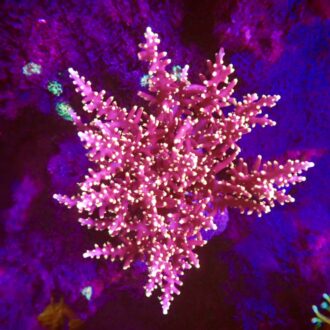Little Red Ferrari Acropora