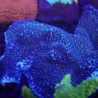 Montipora Cap Blue