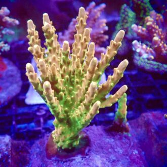 Golden Jawdropper Acropora