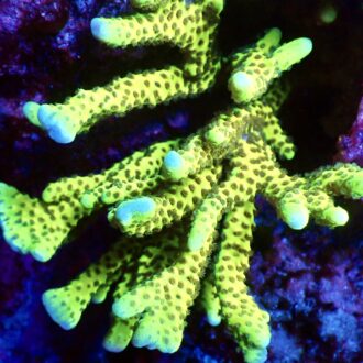 Slimeball Anacropora