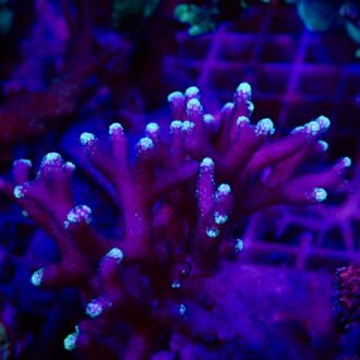 Pink Fiji bird, Nest