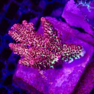 Red Planet Acropora