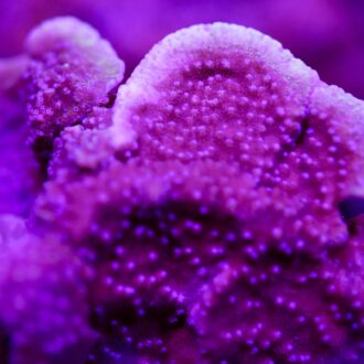 Grape Montipora Cap