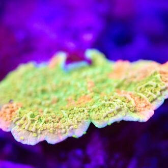 Grafted Montipora