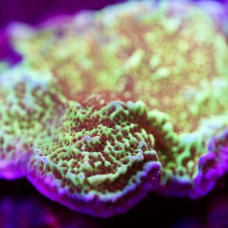 Jedi Mind Trick Montipora Undata