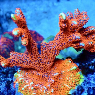 Montipora Bubble Gum