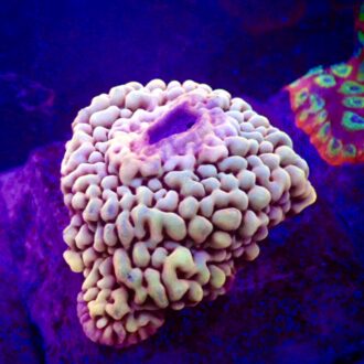 Montipora Cap
