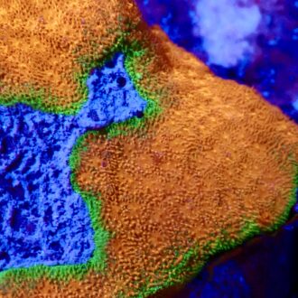 Watermelon Psammocora