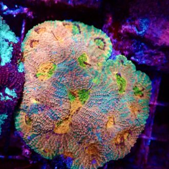 Acanthastrea echinata multicolor