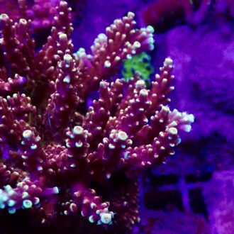 Pink Cadillac Acropora