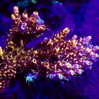 Bumble Bee Acropora