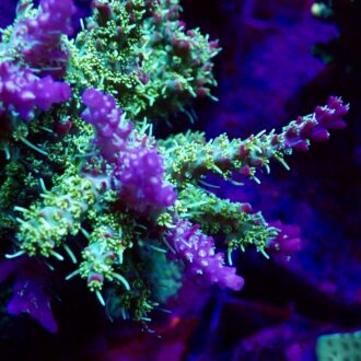 Pinky the bear Acropora