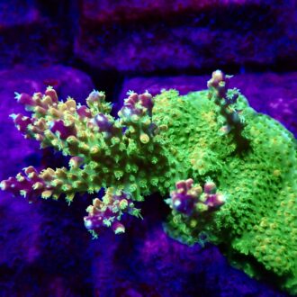 Rainbow loom Acropora