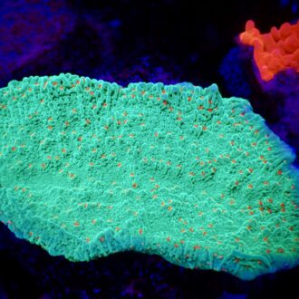 Seasons Greetings Montipora