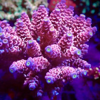 Acropora Tenuis