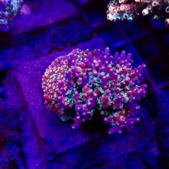 Confetti Acropora