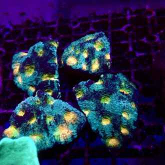 Acanthastrea echinata rainbow