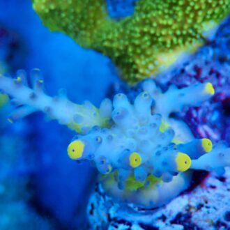 Acropora yellow tip