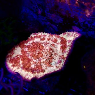 Red and Gold Chalice