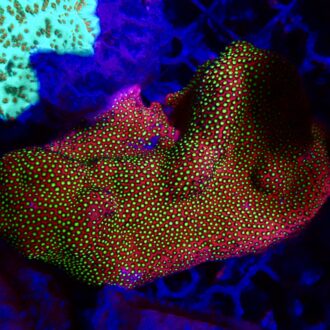 Electric Daisy Stylocoeniella