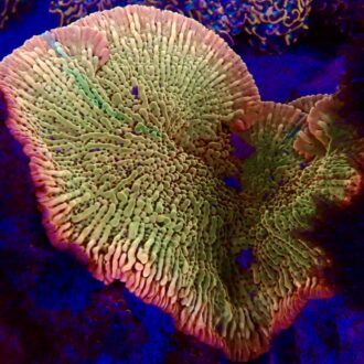 Gold Cap Montipora