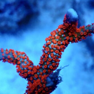 Fire Forest Montipora