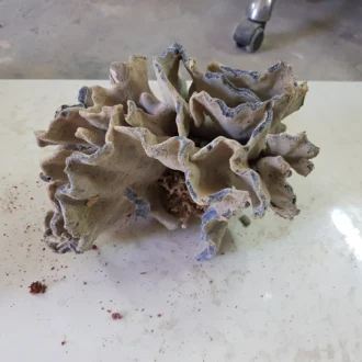 אלמוג כחול לפי 1 ק"ג